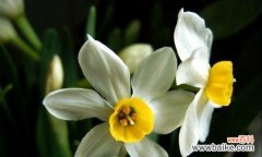 探究水仙花的文化背景与隐含的深层含义 水仙花的文化寓意与象征意义