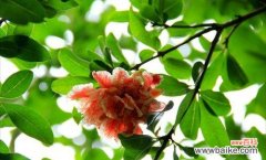 探寻石榴花的吉祥含义 石榴花花语与寓意