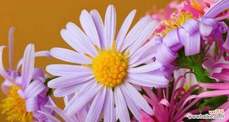 探寻小雏菊花语的深层内涵 小雏菊花语的象征与意义