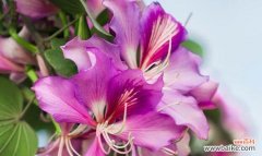 家人间的深情厚谊 以康乃馨为花语的亲情主题文章