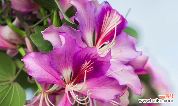 家人间的深情厚谊 以康乃馨为花语的亲情主题文章