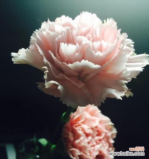 家人间的深情厚谊 以康乃馨为花语的亲情主题文章