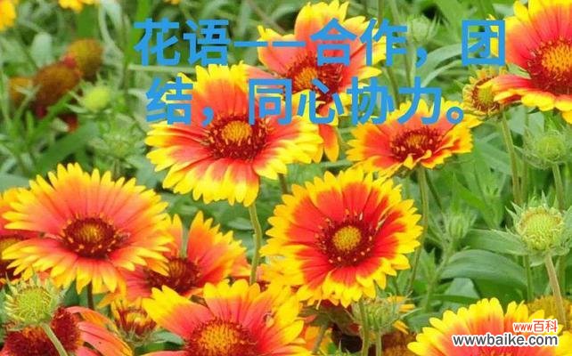 家人间的深情厚谊 以康乃馨为花语的亲情主题文章