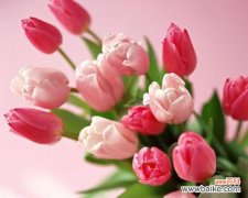 展现强大温柔的牡丹花语 以牡丹花的花语为主题的文章