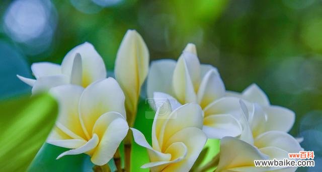 传递友谊与和平的百合花语 以百合花的花语为主题的文章