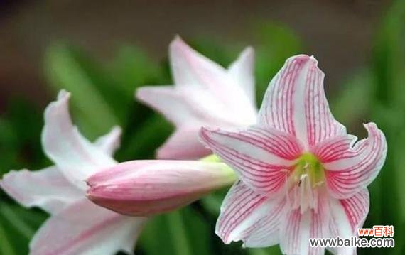 以什么花的花语为主题的浪漫传情 花语传情——请爱我吧