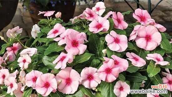 以百合花的花语为例 勤劳之花