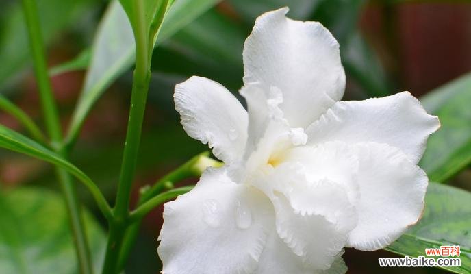 以百合花的花语为例 勤劳之花