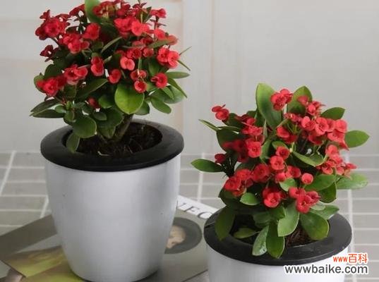 向日葵的花语和象征意义 热烈而灿烂——献给夏日的向日葵