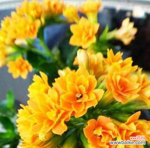 传承百年的生命之花 长寿花花语-寓意长寿与幸福的象征