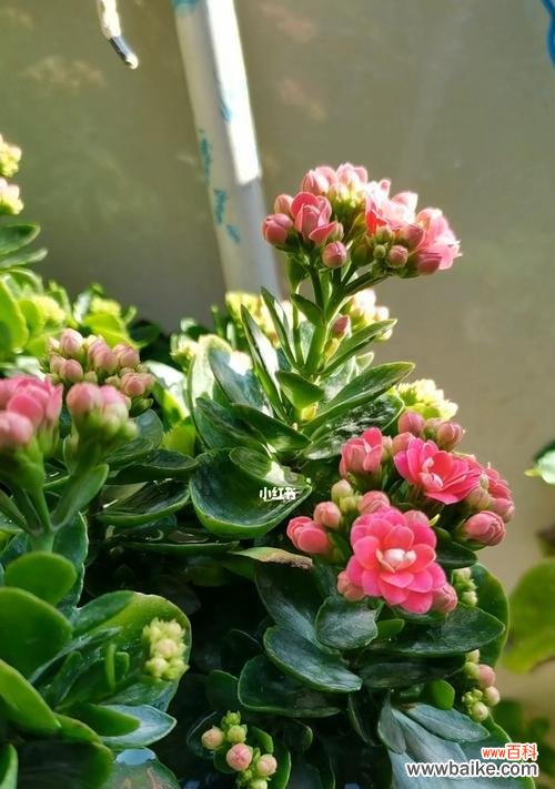 探索中国寿星花的文化内涵及其与长寿的关联 中国传统文化中长寿的象征花——寿星花