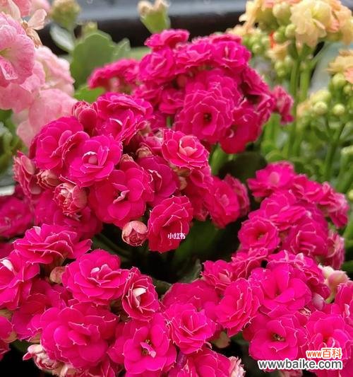 探索中国寿星花的文化内涵及其与长寿的关联 中国传统文化中长寿的象征花——寿星花