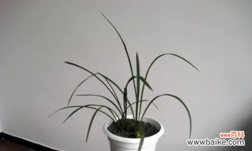 掌握种兰花的技巧 养兰花的讲究