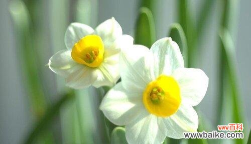 揭秘中国水仙花的神秘语言与寓意 中国水仙花的花语与意义