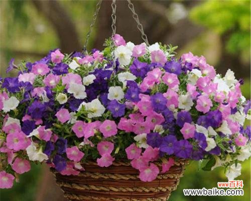 探秘重瓣矮牵牛的独特语言 重瓣矮牵牛的花语与寓意