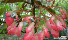 竹节秋海棠花语的含义与传承 竹节秋海棠——生命的坚韧与美丽