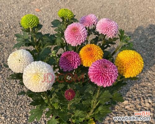 揭示花园中重瓣菊花的内涵与意义 重瓣菊花的花语和象征