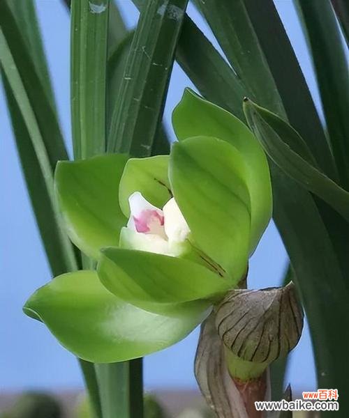 探寻竹子与兰花的内涵 竹兰之美