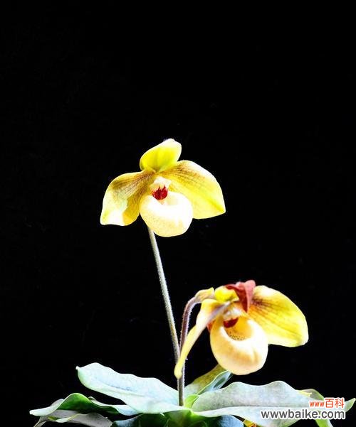 探寻竹子与兰花的内涵 竹兰之美