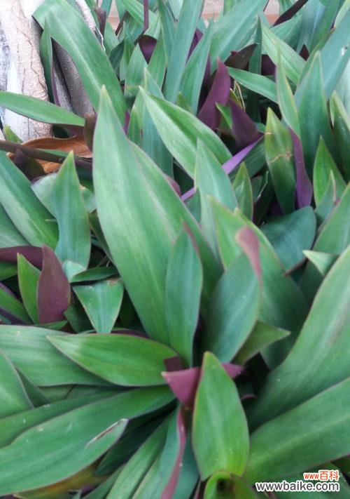 以紫背万年青花语为窗口 紫背万年青花语