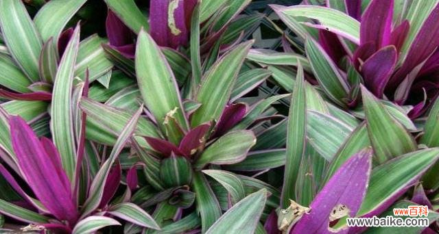 以紫背万年青花语为窗口 紫背万年青花语