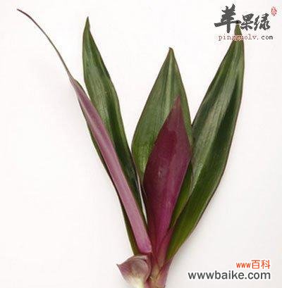 以紫背万年青花语为窗口 紫背万年青花语