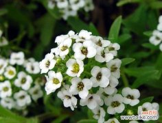 花语传递的意义与启示 白色紫罗兰的花语