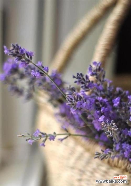探寻白色薰衣草的深层含义 白色薰衣草的花语和寓意