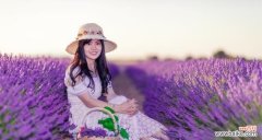 探寻白色薰衣草的深层含义 白色薰衣草的花语和寓意