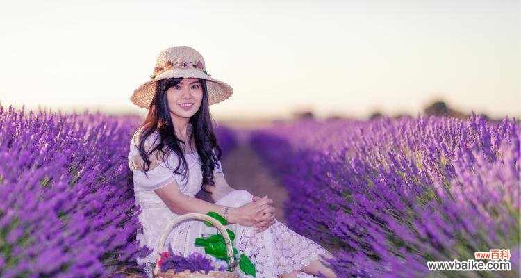 探寻白色薰衣草的深层含义 白色薰衣草的花语和寓意