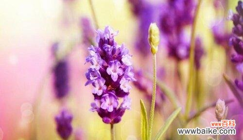 探寻白色薰衣草的深层含义 白色薰衣草的花语和寓意