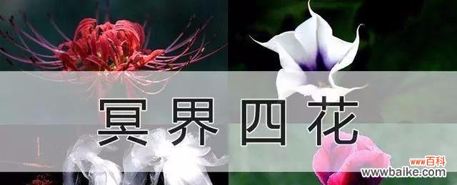 解读黑色曼陀罗的花语及象征意义 探秘黑色曼陀罗的神秘花语