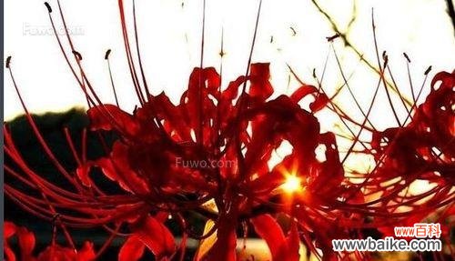 解读黑色曼陀罗的花语及象征意义 探秘黑色曼陀罗的神秘花语