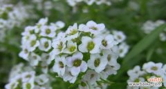 探究香雪球的花语与寓意，了解其蕴含的丰富内涵 解密香雪球的花语