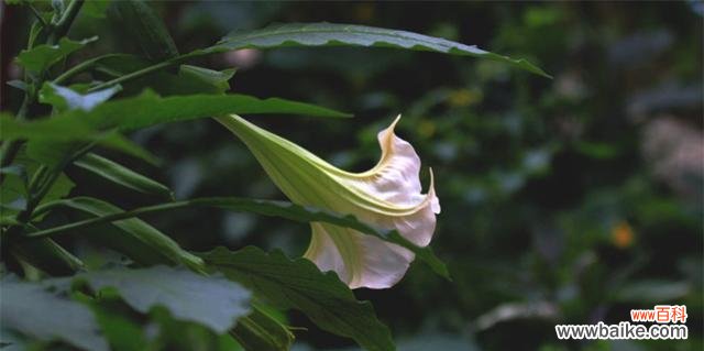 揭示花语与象征意义,点亮生命之光 金色曼陀罗花语