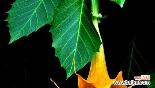 揭示花语与象征意义,点亮生命之光 金色曼陀罗花语