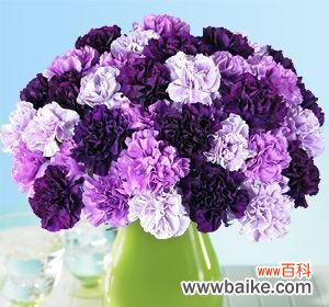 探寻紫色康乃馨的意义与传说 紫色康乃馨花语