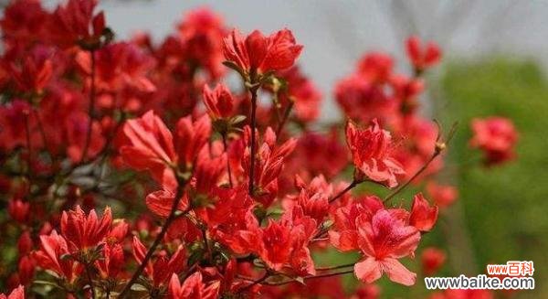 探寻杜鹃花背后的故事 杜鹃花语与寓意