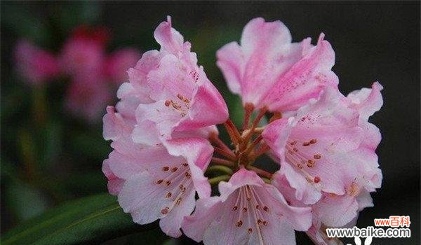 探寻杜鹃花背后的故事 杜鹃花语与寓意