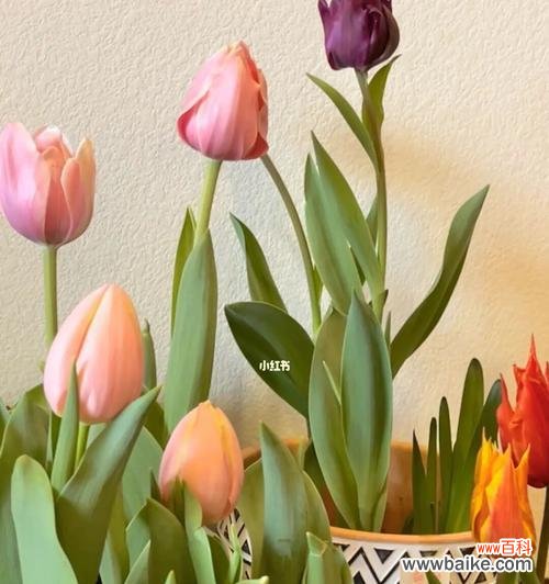 探寻郁金香送几朵的含义 一支郁金香，传递的爱意