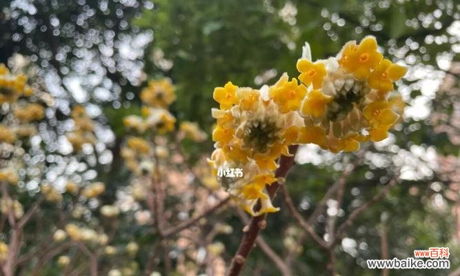 传承千年的美好祝福，结香花的故事与含义 结香的花语与传说