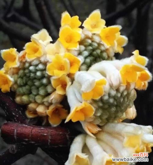 传承千年的美好祝福，结香花的故事与含义 结香的花语与传说