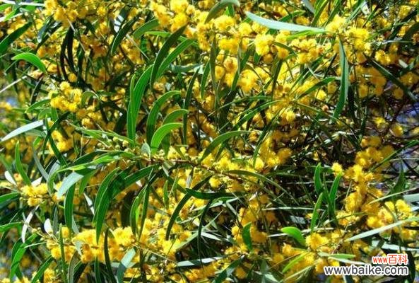 用一朵花诠释深情的无限延续 深爱之花