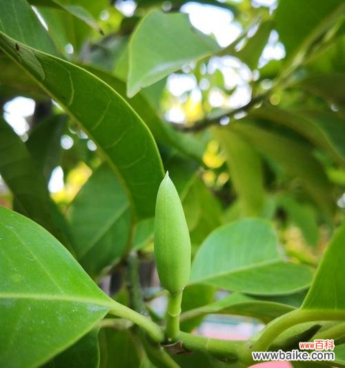 善良温暖的花语表达与康乃馨的关联 善良温暖之花语——以康乃馨为例