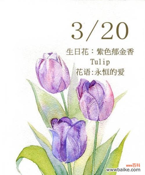 传递温馨祝福的康乃馨花语 生日快乐的花语——以康乃馨为主题的祝福