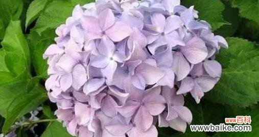 传递温馨祝福的康乃馨花语 生日快乐的花语——以康乃馨为主题的祝福