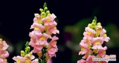 菊花的花语揭示生命的真谛 以菊花的花语为主题的文章