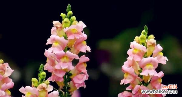 菊花的花语揭示生命的真谛 以菊花的花语为主题的文章