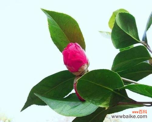 菊花的花语揭示生命的真谛 以菊花的花语为主题的文章