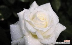 雏菊代表的失望与无奈 失望之花——以雏菊的花语为主题的文章